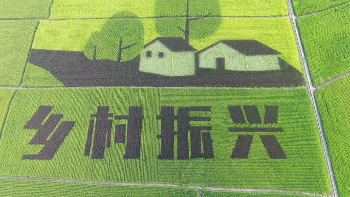 航拍乡村振兴彩绘水稻
