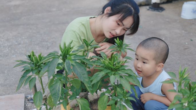 4K妈妈带着儿子在观看院子里种的蔬菜