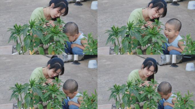 4K妈妈带着儿子在观看院子里种的蔬菜