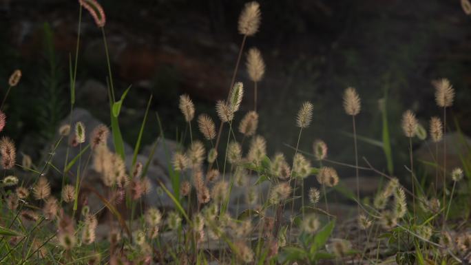 逆光中的狗尾草毛毛草