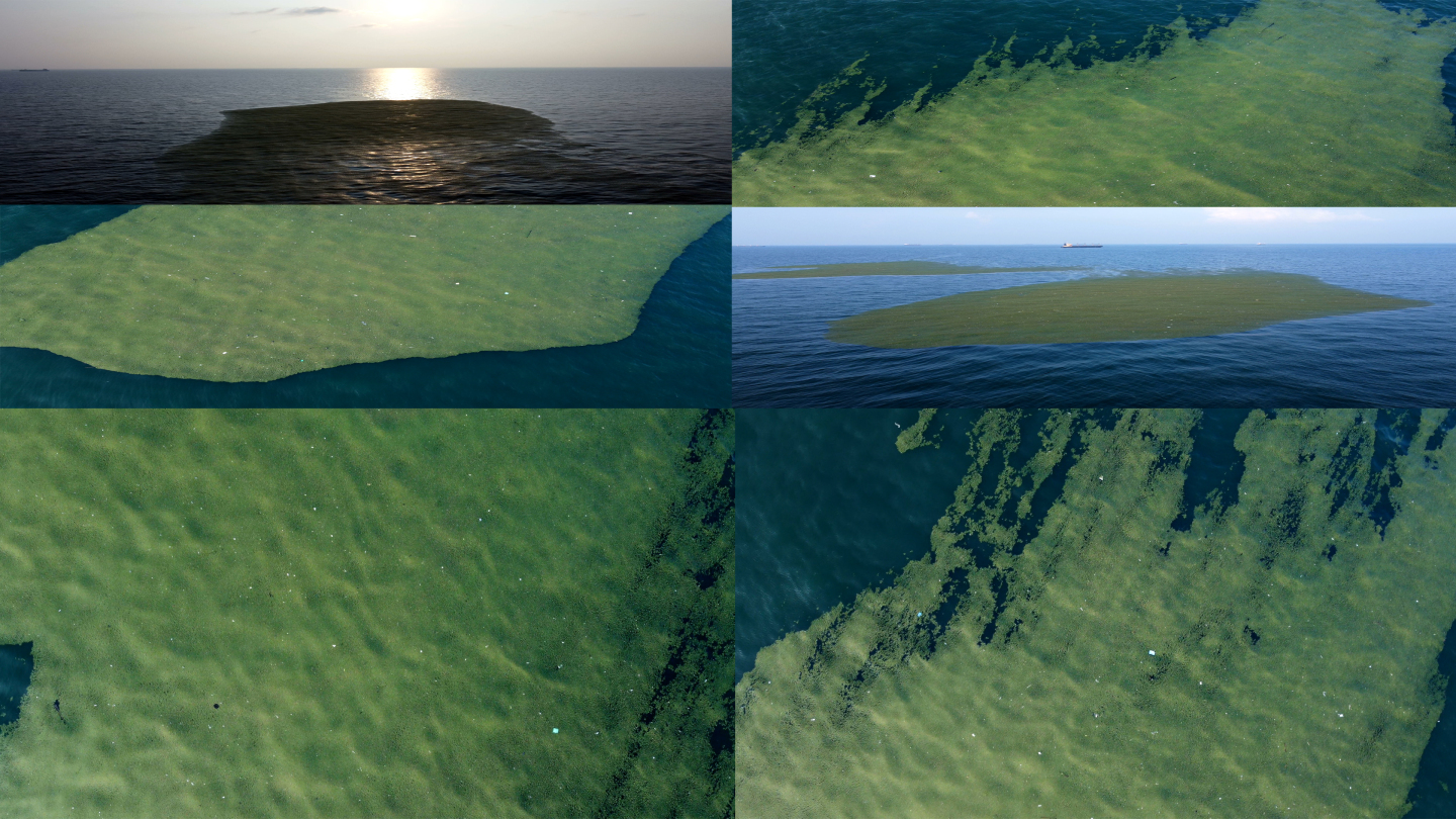【4K】航拍-海洋污染-海藻-污染环境