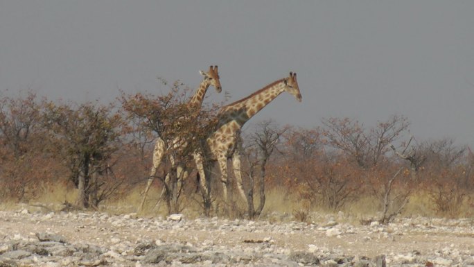 长颈鹿搏斗视频素材