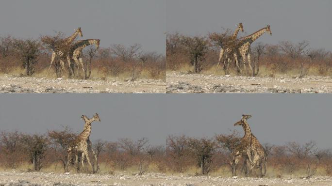 长颈鹿搏斗视频素材