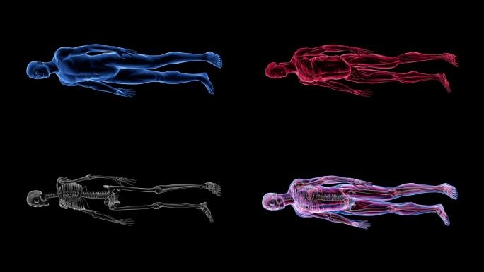 人体男性解剖学三维动画生物科学技术