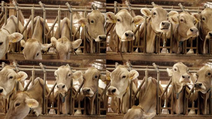 吃饲料的母牛国外养牛畜牧业牛肉基地