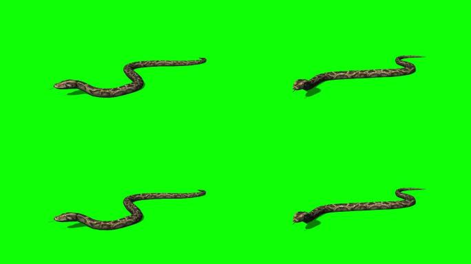 蟒蛇爬行-绿色屏幕