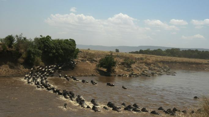 穿越肯尼亚马拉河的牛羚