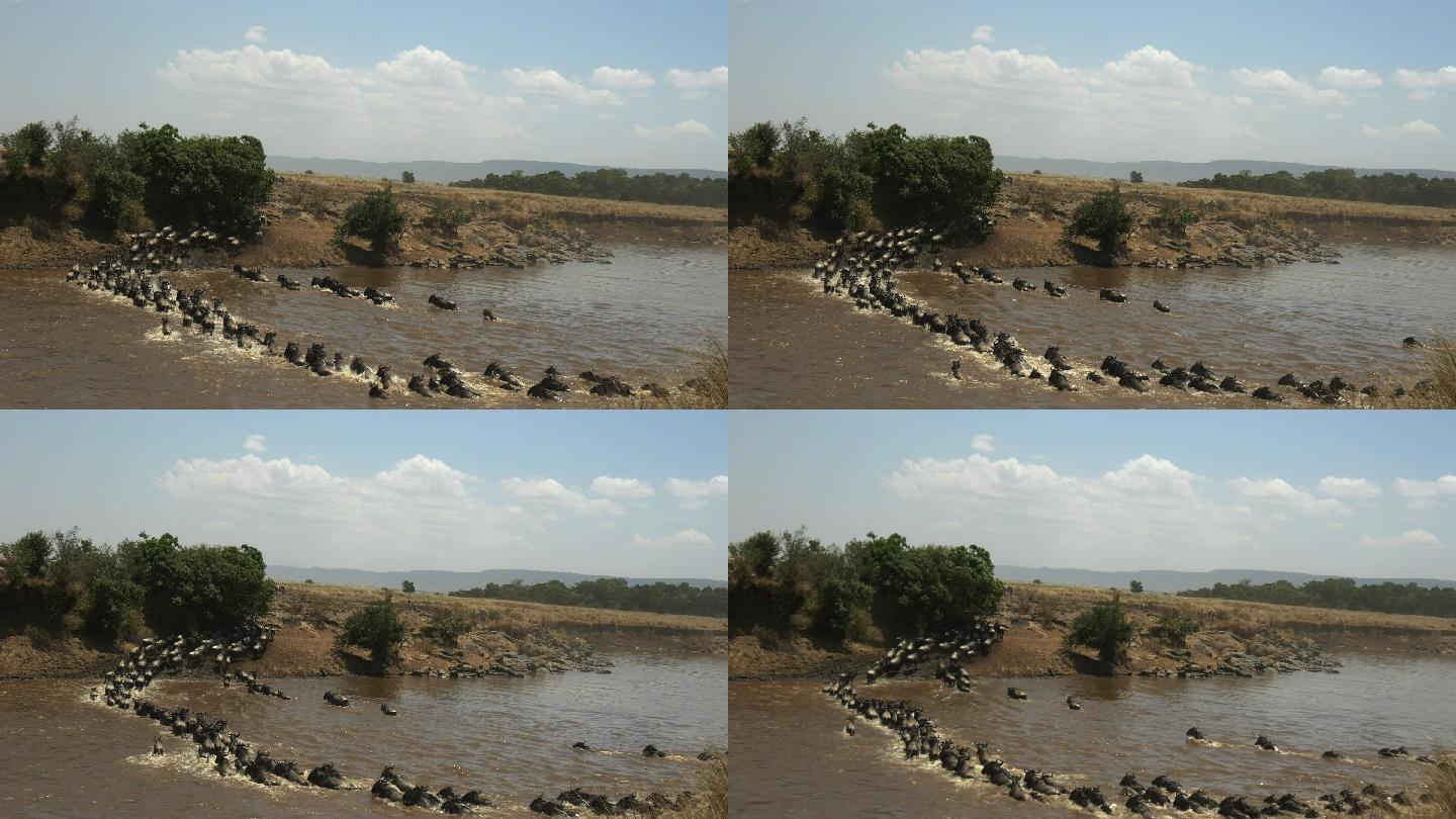 穿越肯尼亚马拉河的牛羚
