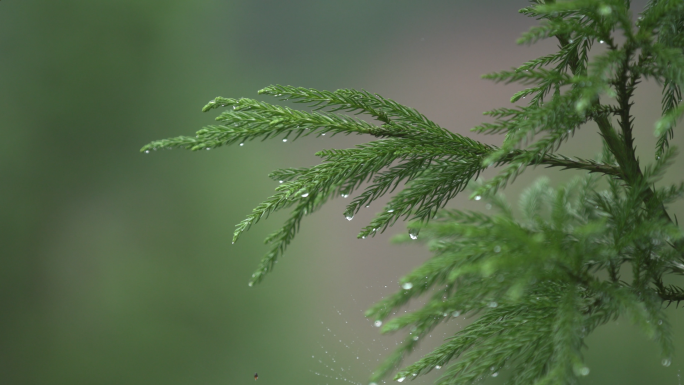 下雨实拍房檐与绿色植物上的雨滴特写素材