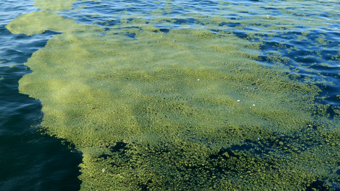 【4K】航拍-海洋污染-海藻-环境破坏