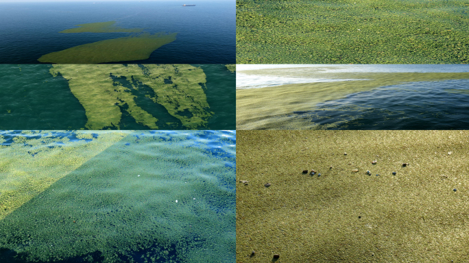 【4K】航拍-海洋污染-海藻-环境破坏