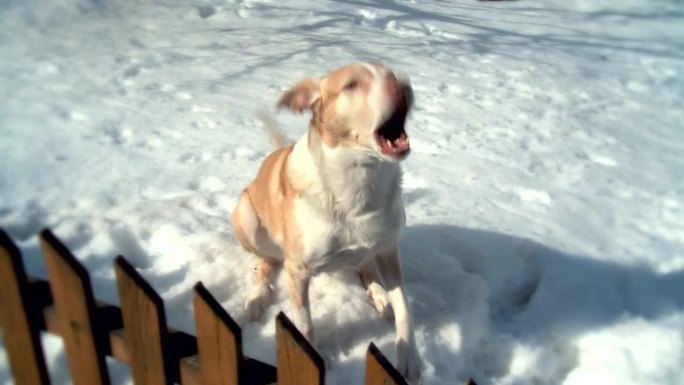 在雪中吠叫的狗