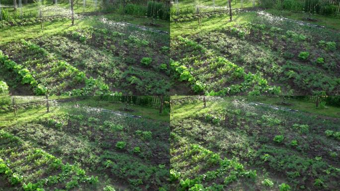 慢镜头浇灌有机蔬菜园的视频