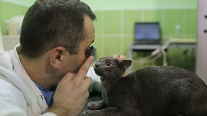 兽医正在检查一只蓝猫的眼睛