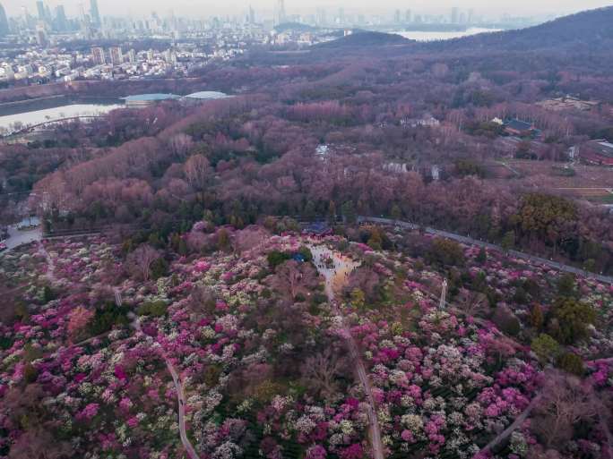 南京梅花山航拍4K