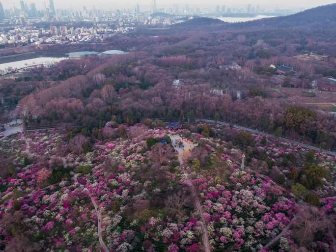 南京梅花山航拍4K