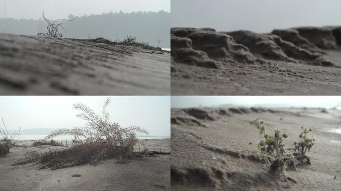 黄河边恶劣环境盐碱地枯草特写28