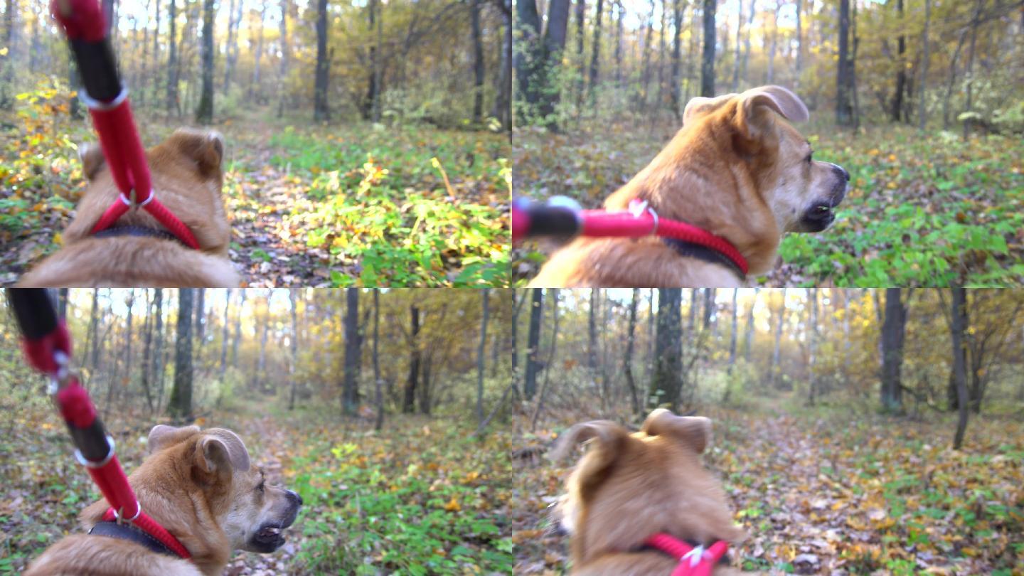 在秋天的森林里遛狗