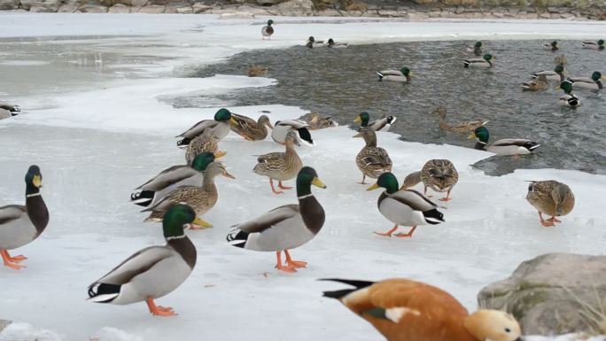 冬天，人们在池塘的冰上喂养许多鸭子
