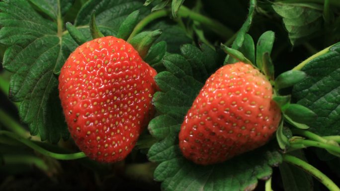 草莓成熟的时间推移视频
