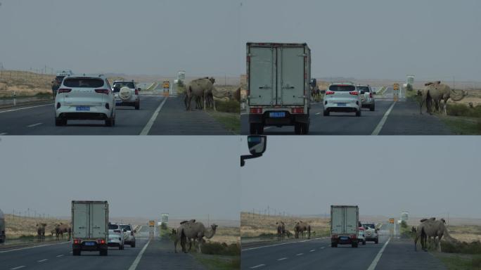 阿拉善公路上的骆驼