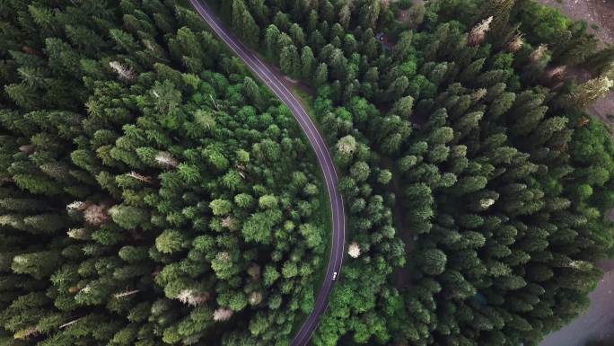 北美洲森林中的公路