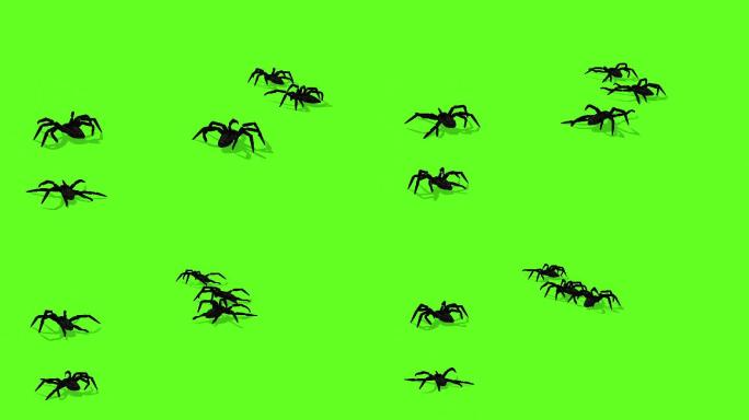 绿色屏幕上蜘蛛爬行的动画