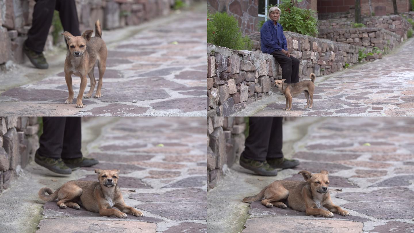 太行山大山里孤独老人和狗坐在街道4k