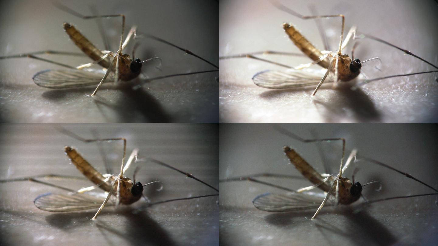 拍死蚊子會致命！？|最新文章 - 科技大觀園