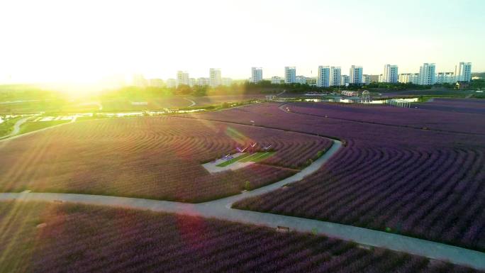 紫色花海马鞭草薰衣草