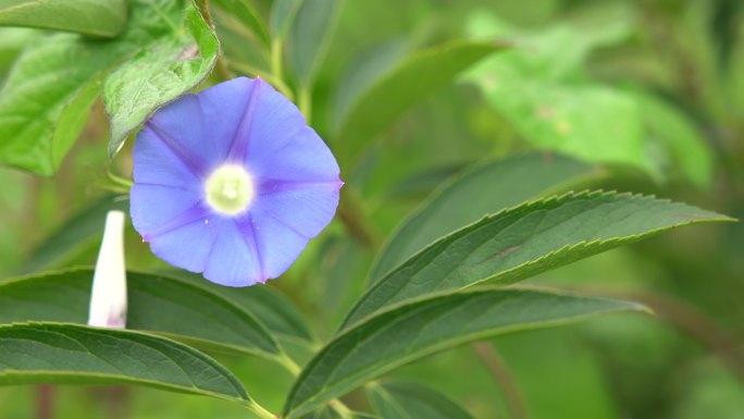 红、蓝色牵牛花