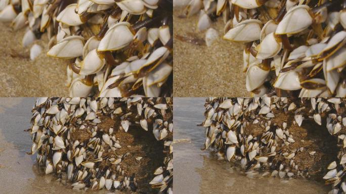 鹅颈藤壶海洋生物岩石附着海岸特色