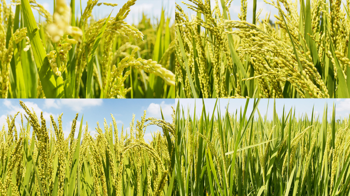 水稻试验田大米粮食