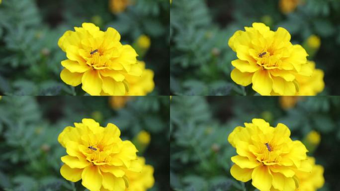 黄色花朵上停留了一只蚊子