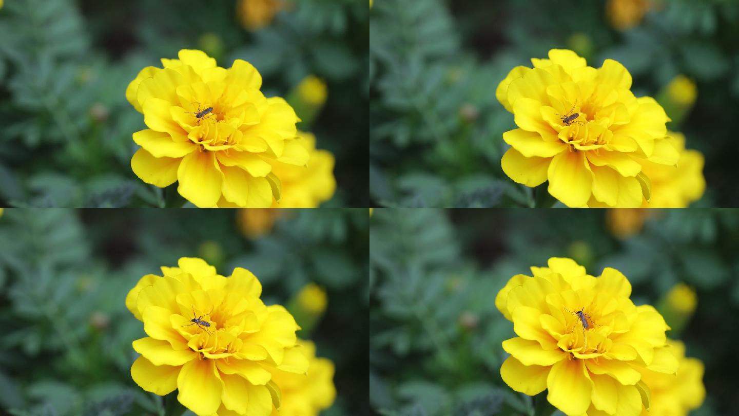 黄色花朵上停留了一只蚊子