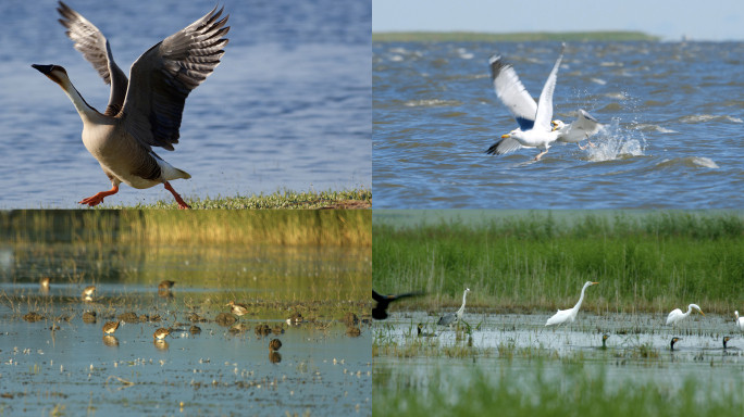4K-湿地-珍稀鸟类
