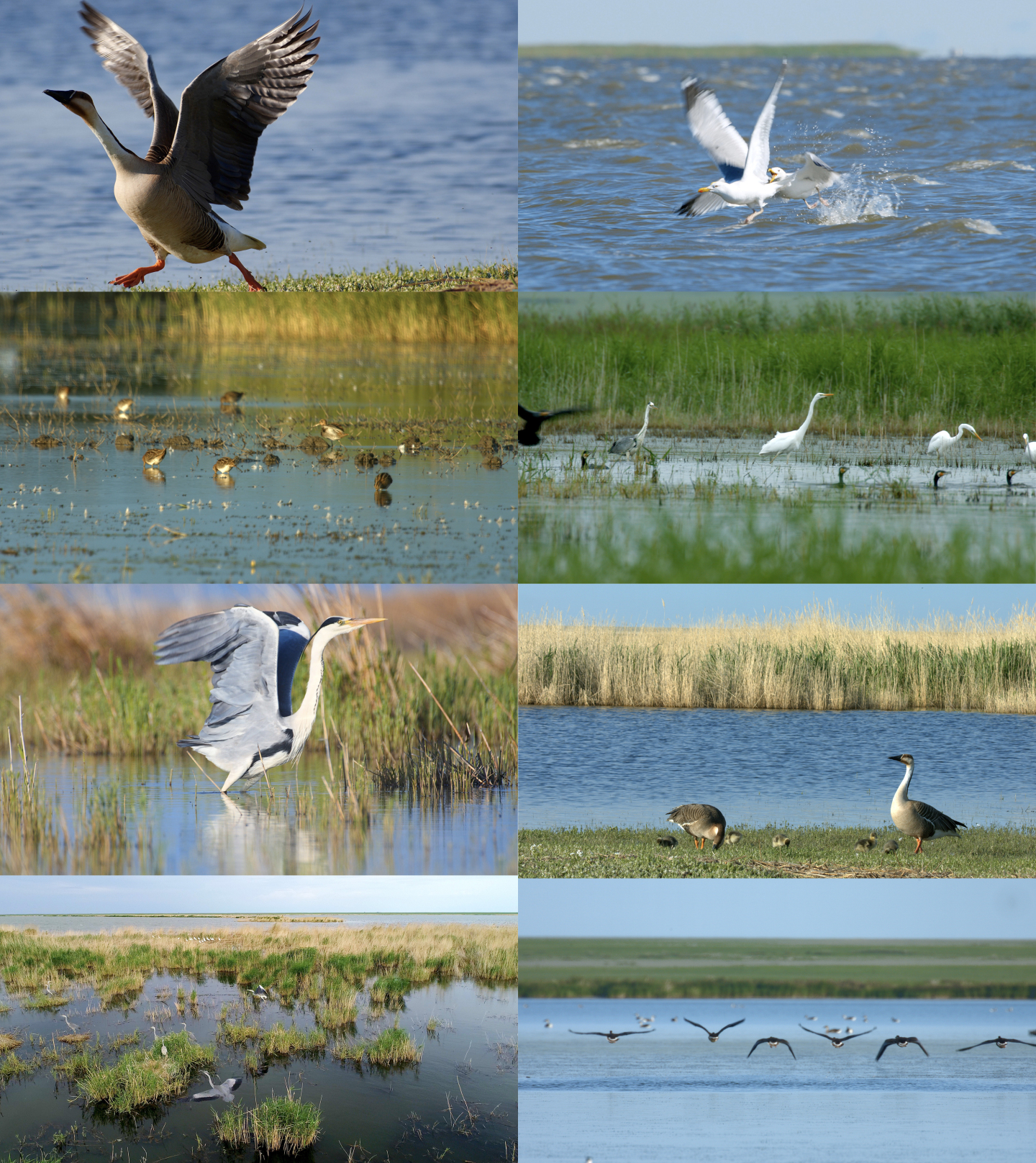 4K-湿地-珍稀鸟类