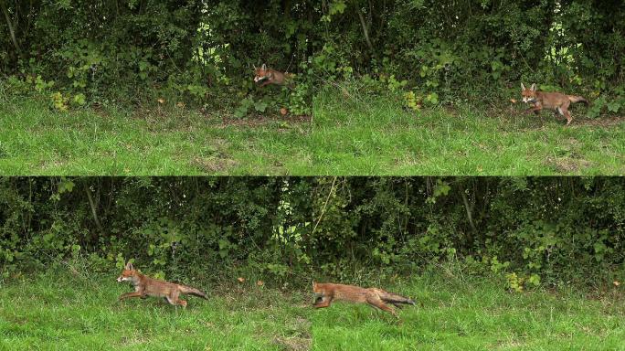 红狐在草地上奔跑