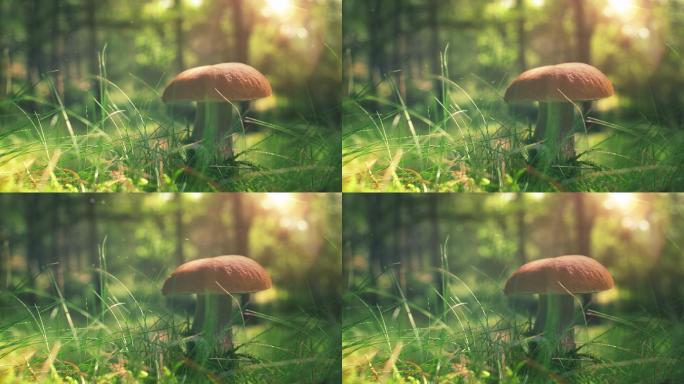 阳光森林中的野生蘑菇