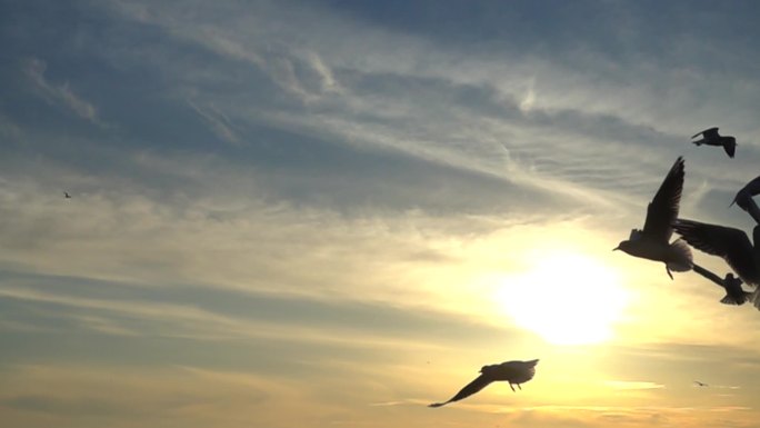 海鸥在海上飞翔。海鸟展翅高飞逆光大气震撼