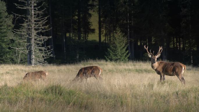 鹿群在草地中觅食野生动物保护区动物家族
