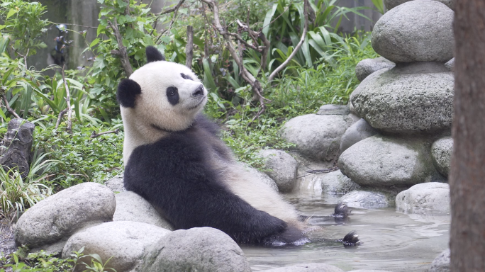 熊猫 洗澡 吃竹子 爬树 三只嬉戏