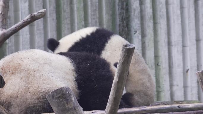 熊猫 洗澡 吃竹子 爬树 三只嬉戏