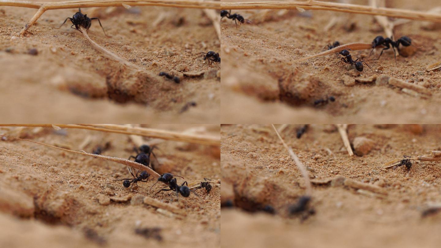 蚁丘和蚂蚁在夏天工作
