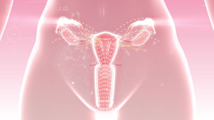 分解卵巢毒素排出体外