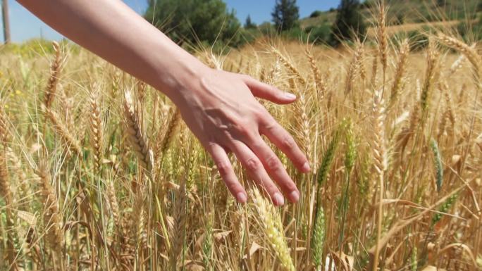 夏天金色田野上的小麦小穗。