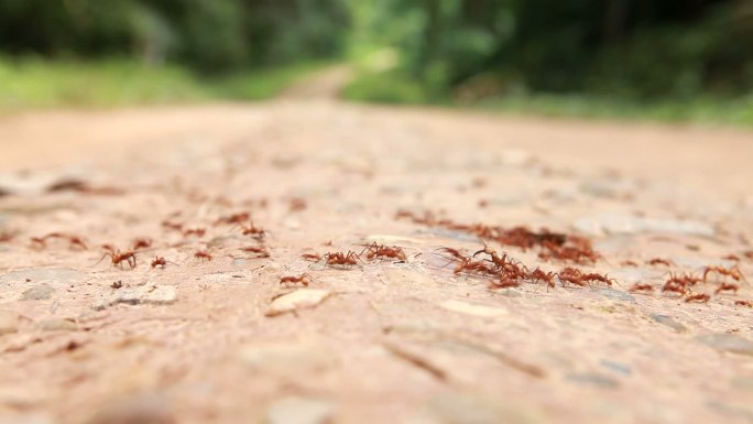 几十只蚂蚁在过马路