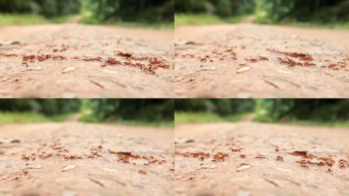 几十只蚂蚁在过马路