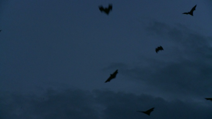 黄昏时的一大群蝙蝠——飞狐