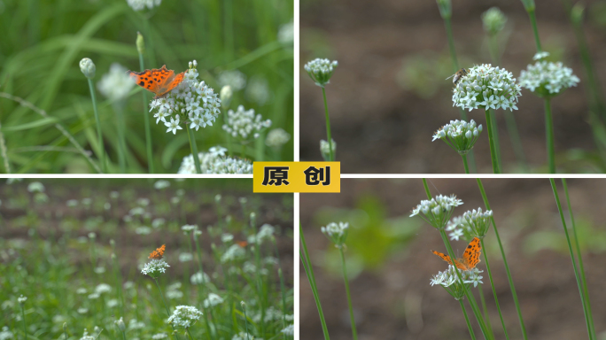 韭菜花蜜蜂蝴蝶